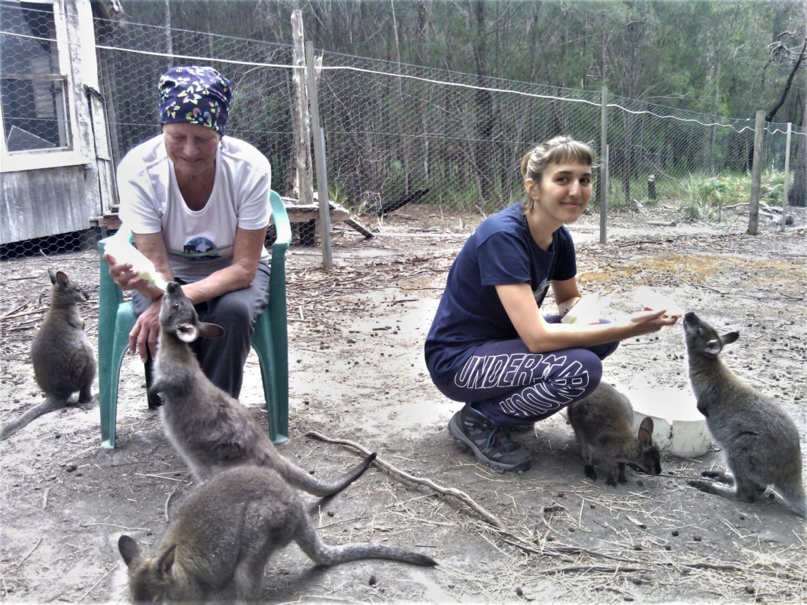Volunteer Wildlife Volunteers are Vital to the Conservation of Tasmanian Wildlife