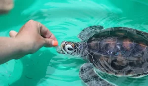 Oceans_2-Earth_Volunteers_Marine-Conservation-496a