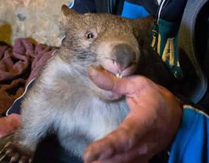 Australian Volunteering Project Caring for Wombats Open in July