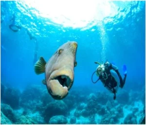 adminuploadimage_1585323677_6951 (1)