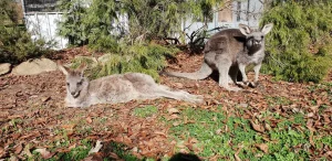 Oceans-2-Earth_Volunteers_Wildlife_Rehabilitation_Farmlife-2-1