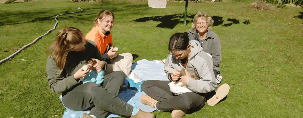 volunteers feeding Australian wildlife