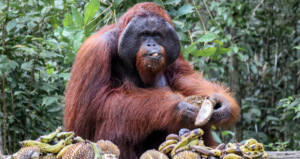 10 Top Facts You Might Not Know About Orangutans
