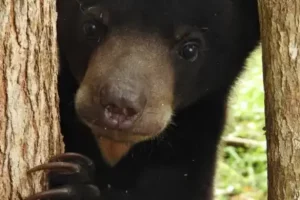 10 Top Facts You Might Not Know About Sun Bears