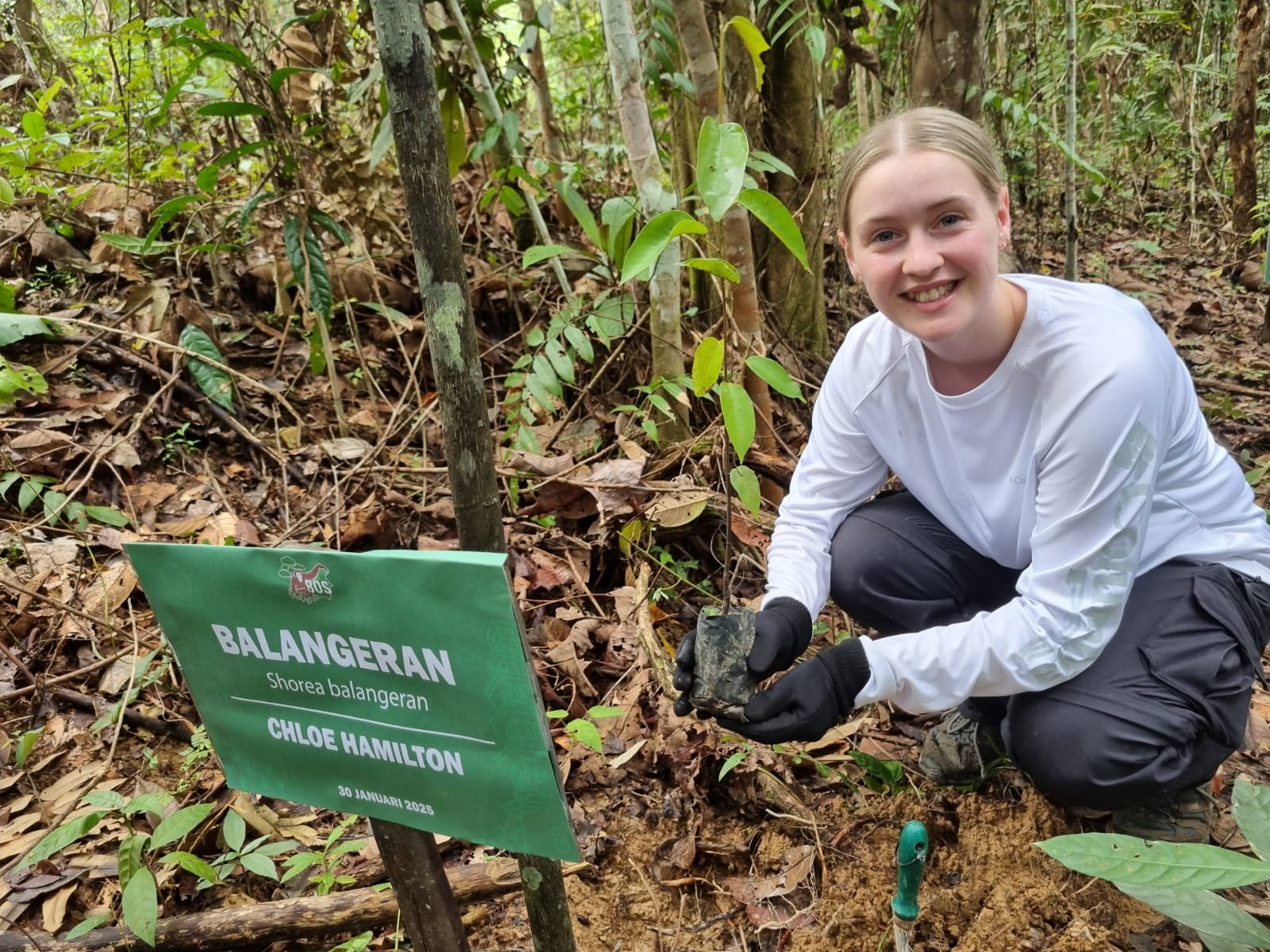 Orangutan And Sun Bear Conservation