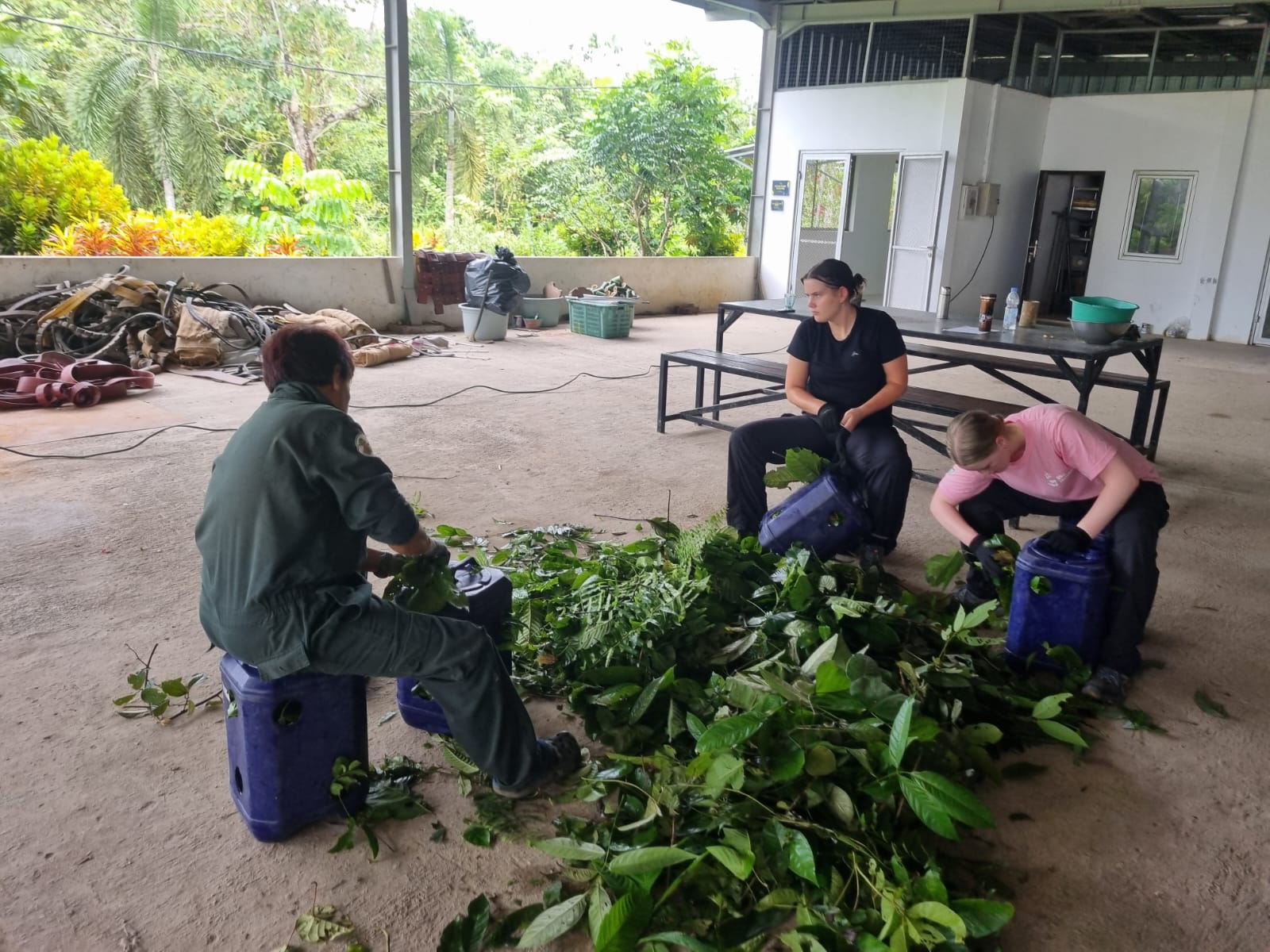 Orangutan And Sun Bear Conservation
