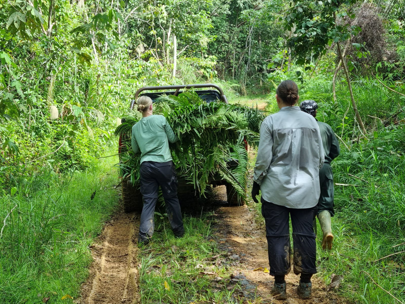 Orangutan And Sun Bear Conservation
