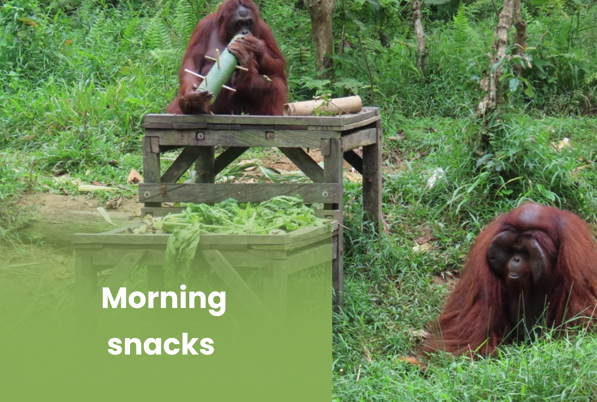 Orangutan And Sun Bear Conservation