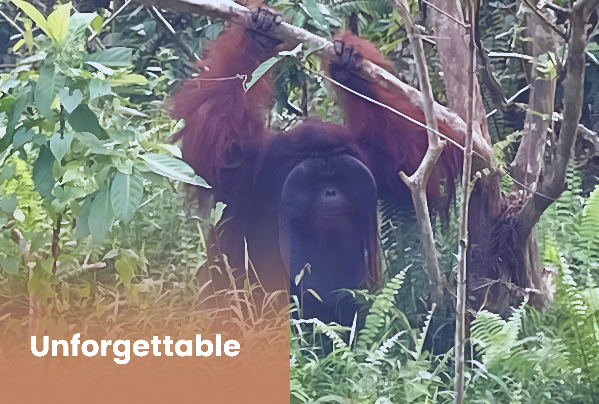 Orangutan And Sun Bear Conservation