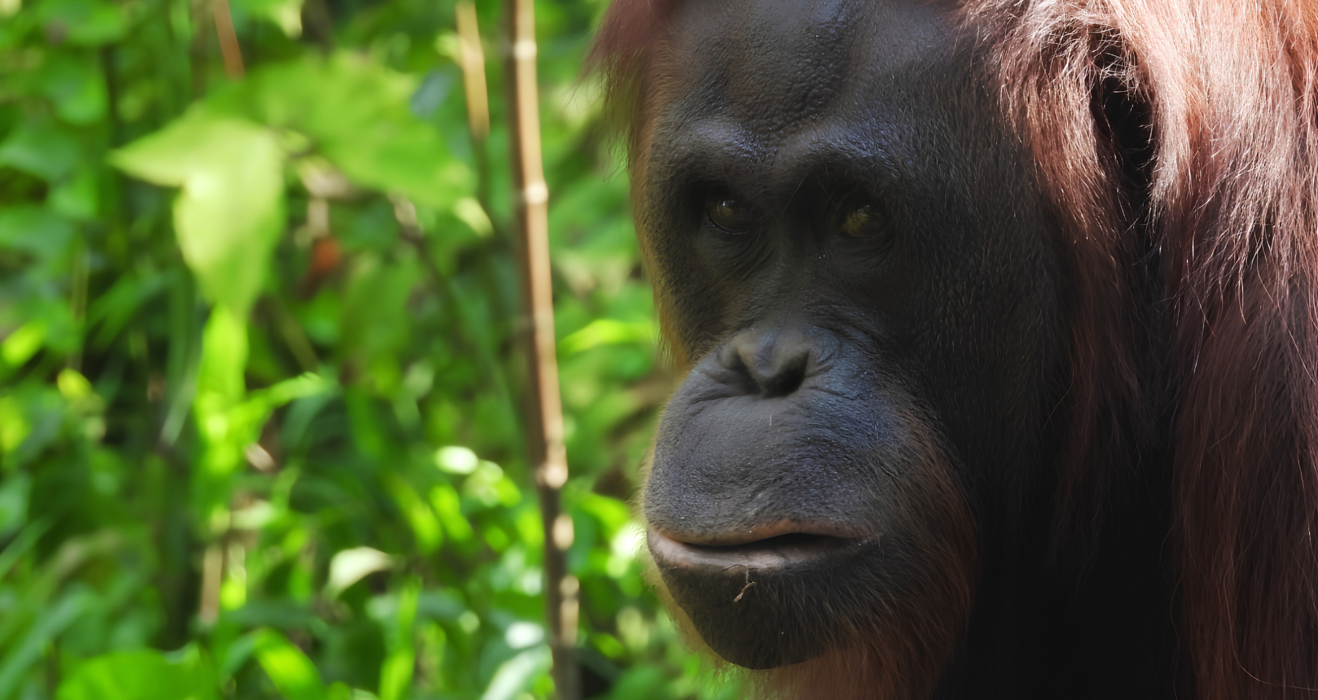 Orangutan And Sun Bear Conservation