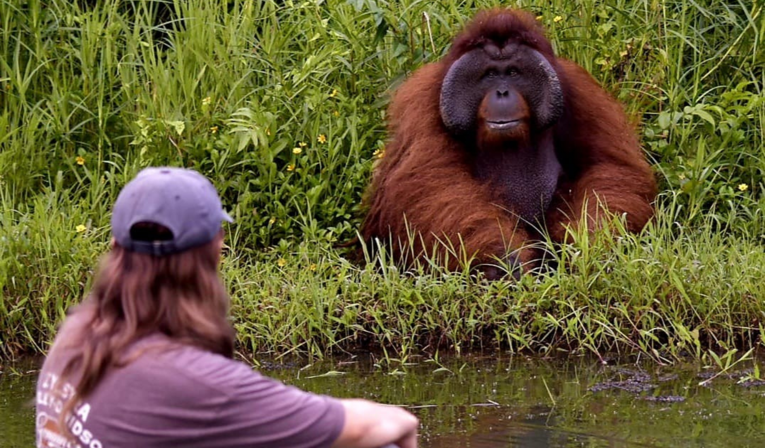 Orangutans And Sun Bears in the heart of Borneo's rainforest