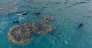 Volunteers supporting Reef and Rainforest Adventure through ethical conservation project work