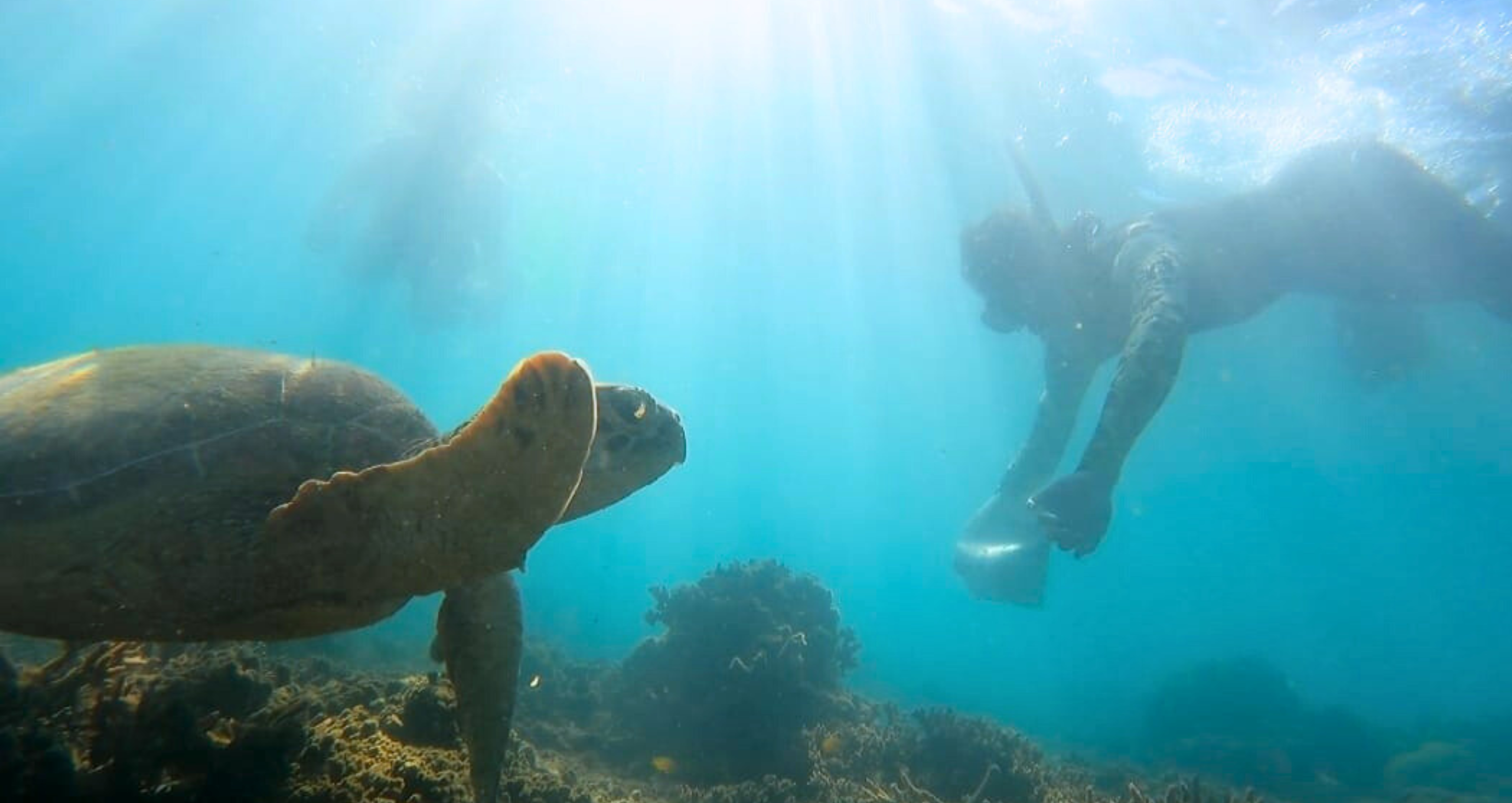 Volunteers supporting Great Barrier Reef Marine Conservation through ethical conservation project work