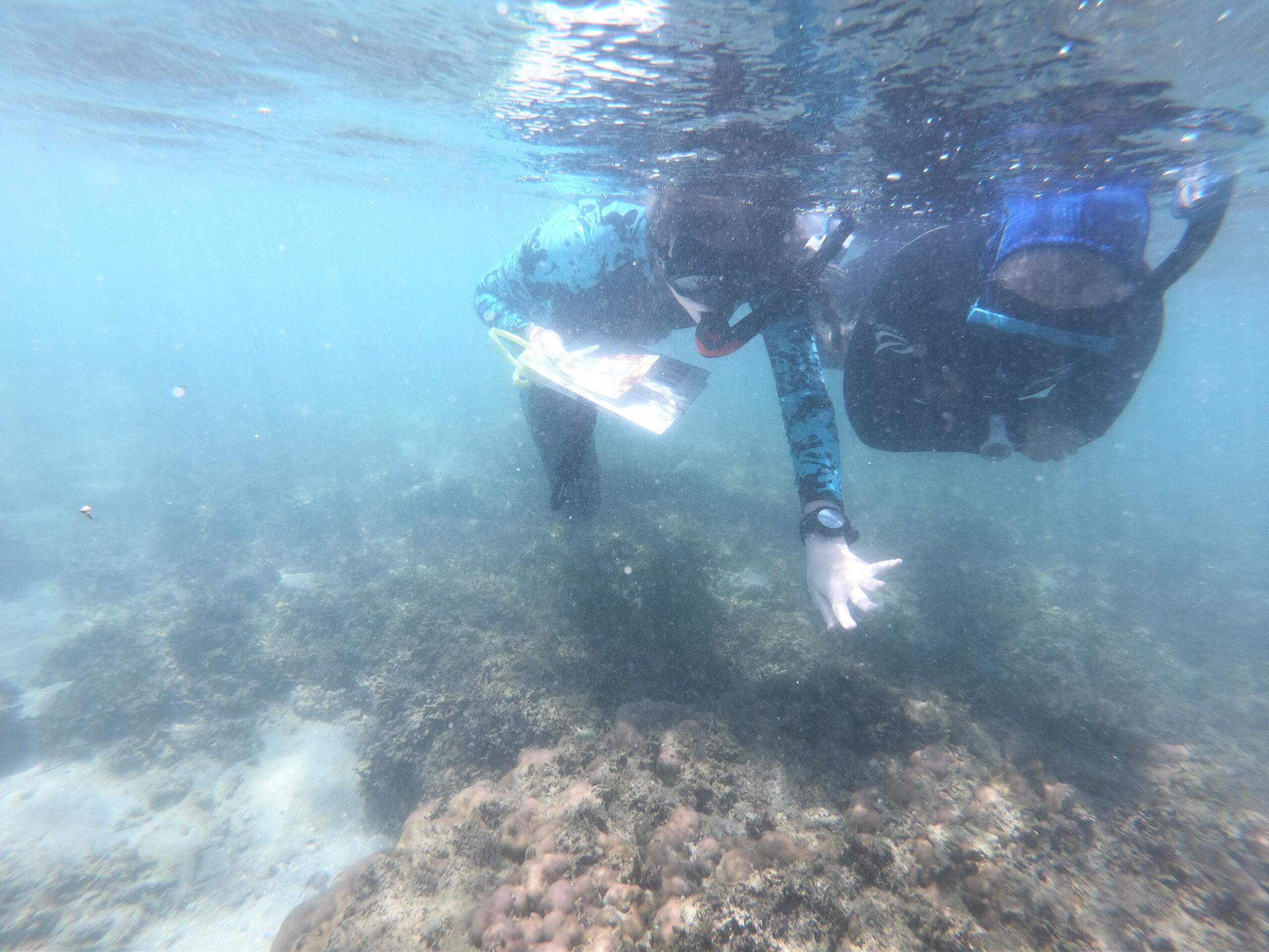 Diploma of Marine Conservation Volunteering