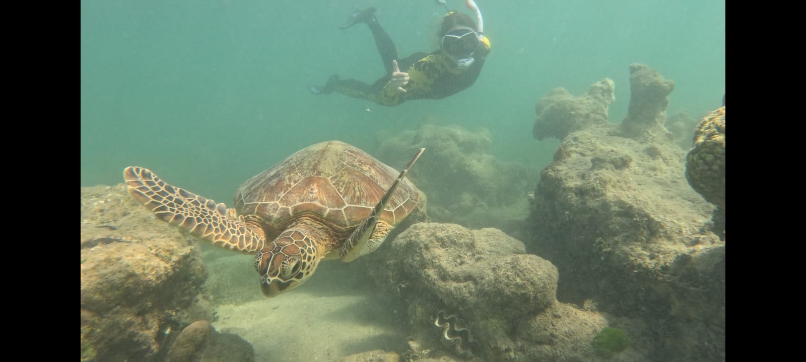 Diploma of Marine Conservation Volunteering