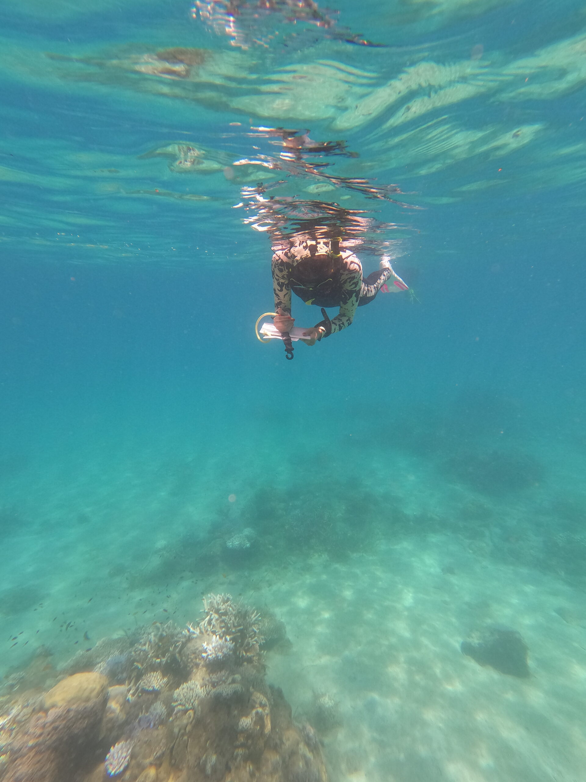 Diploma of Marine Conservation Volunteering