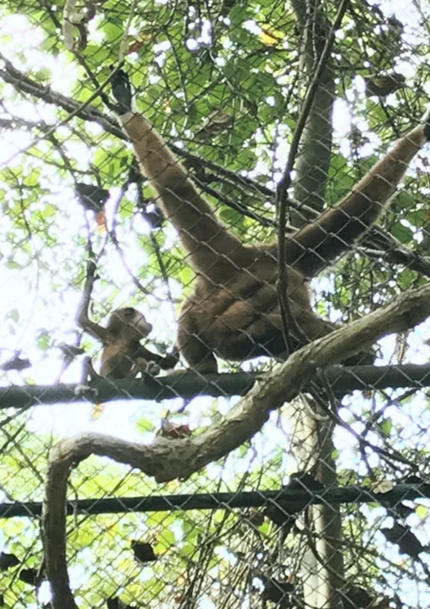 Thai Wildlife Rehabilitation & Care
