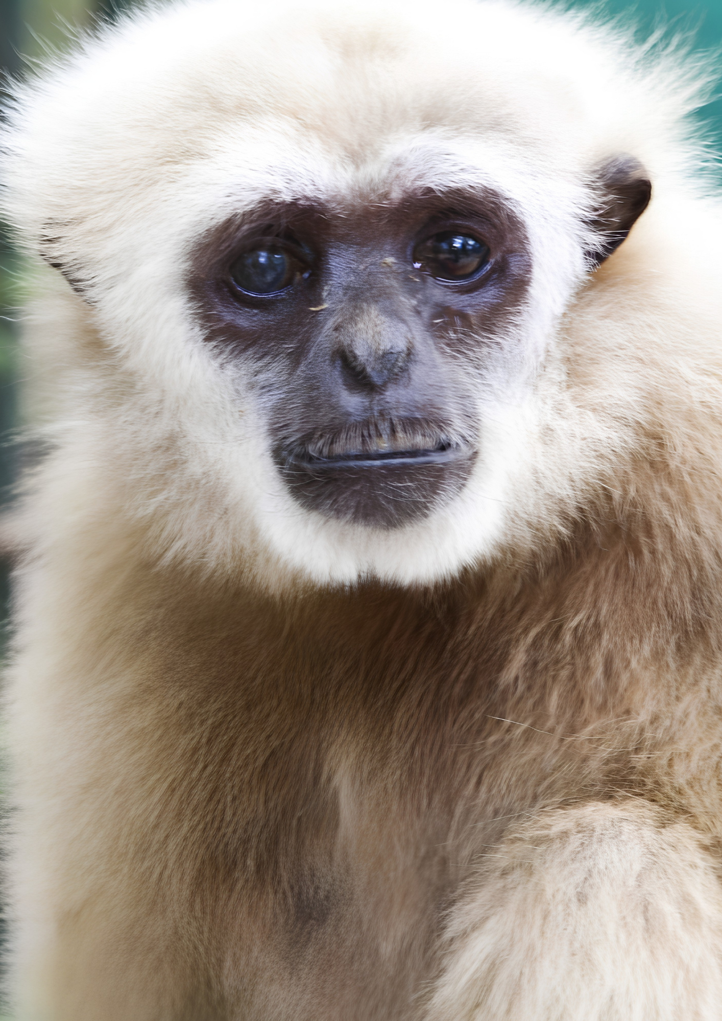 Thai Wildlife Rehabilitation & Care