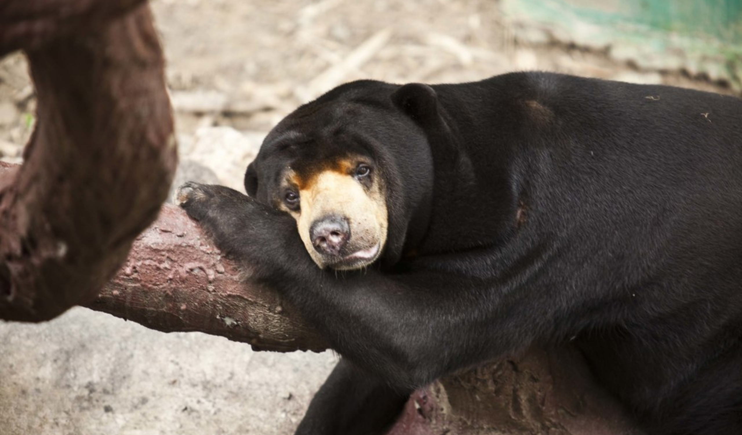 Volunteers supporting Thai Wildlife Rehabilitation & Care through ethical conservation project work