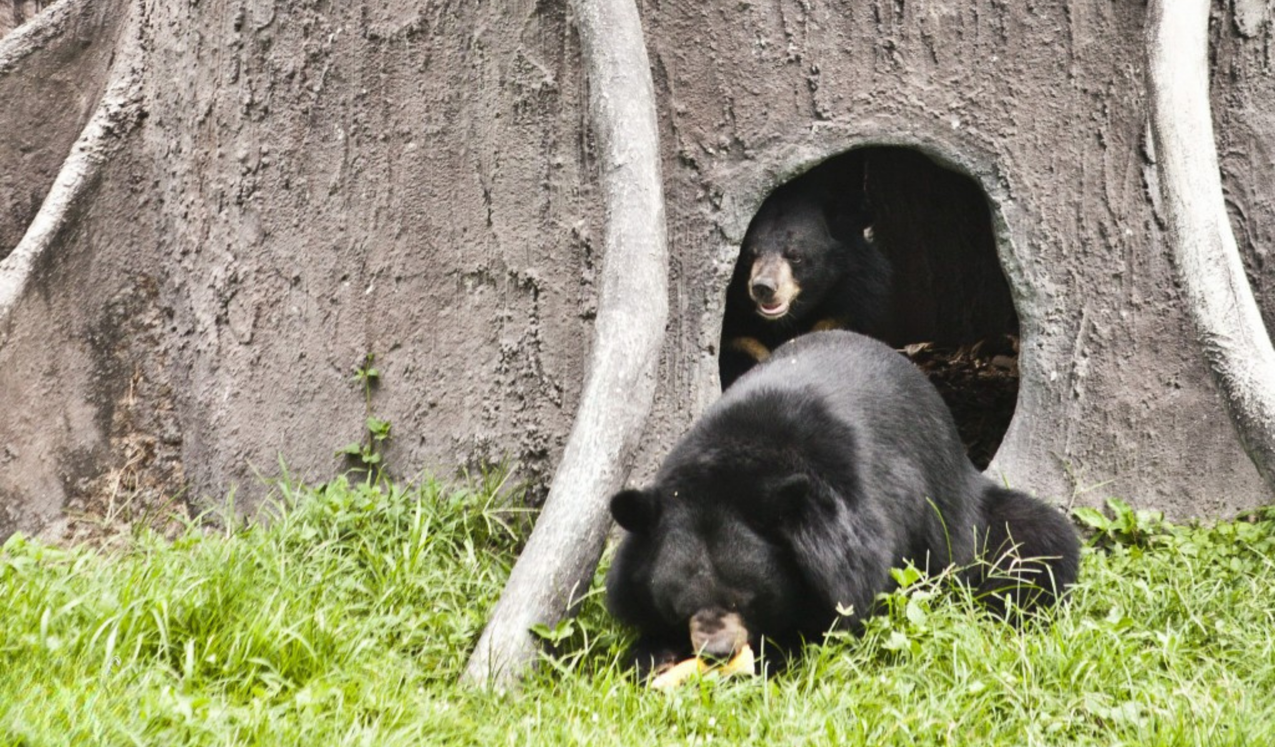 Thai Wildlife Rehabilitation & Care