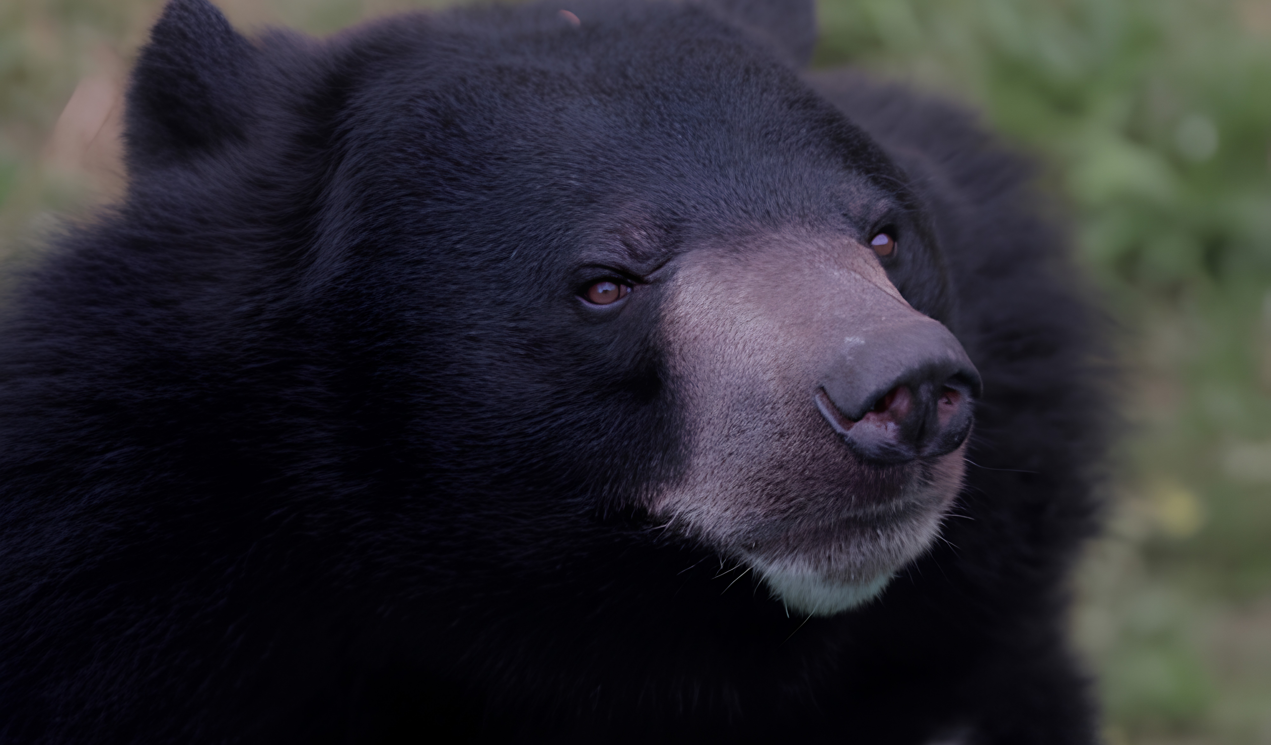 Thai Wildlife Rehabilitation & Care