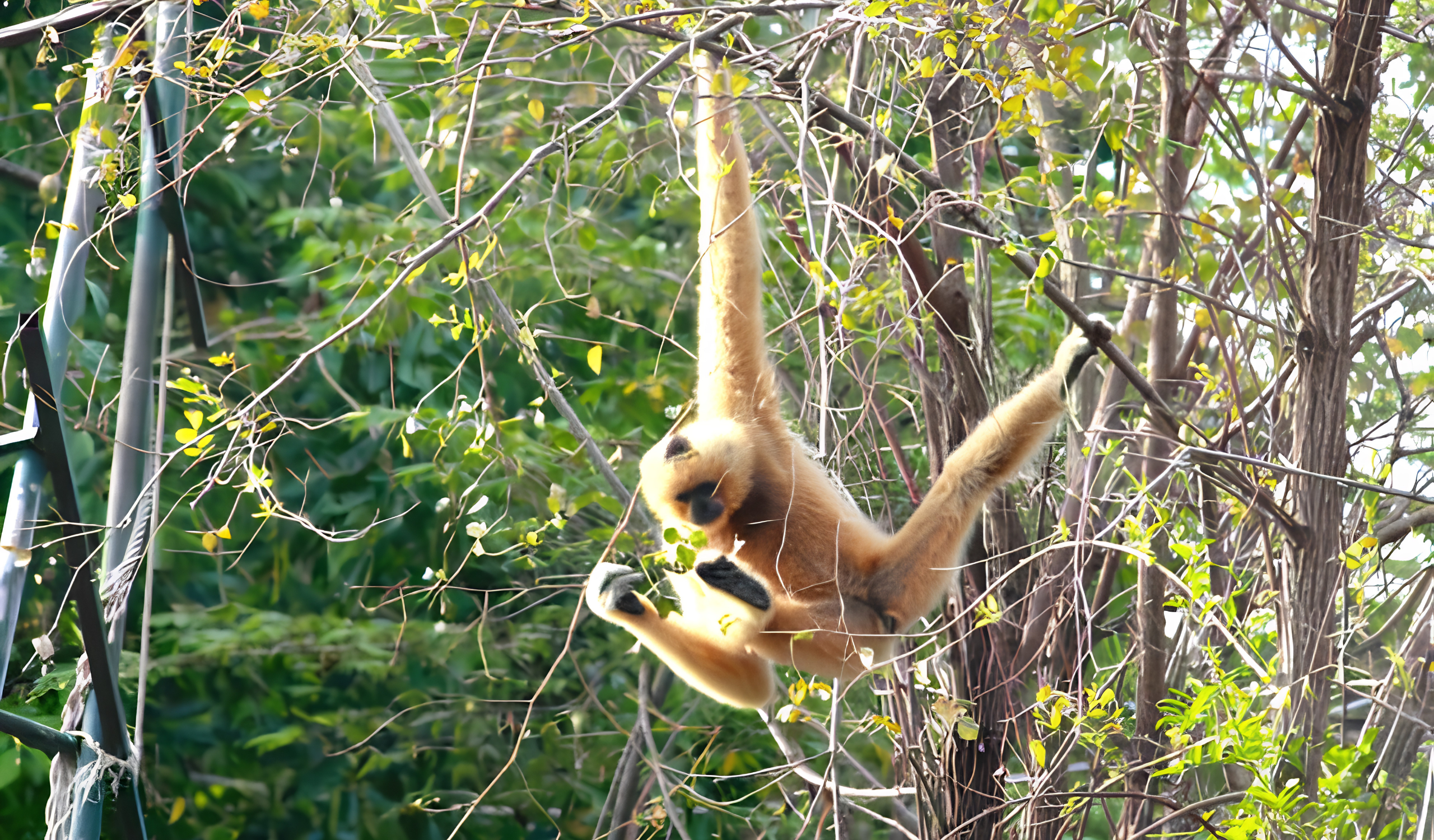 Thai Wildlife Rehabilitation & Care
