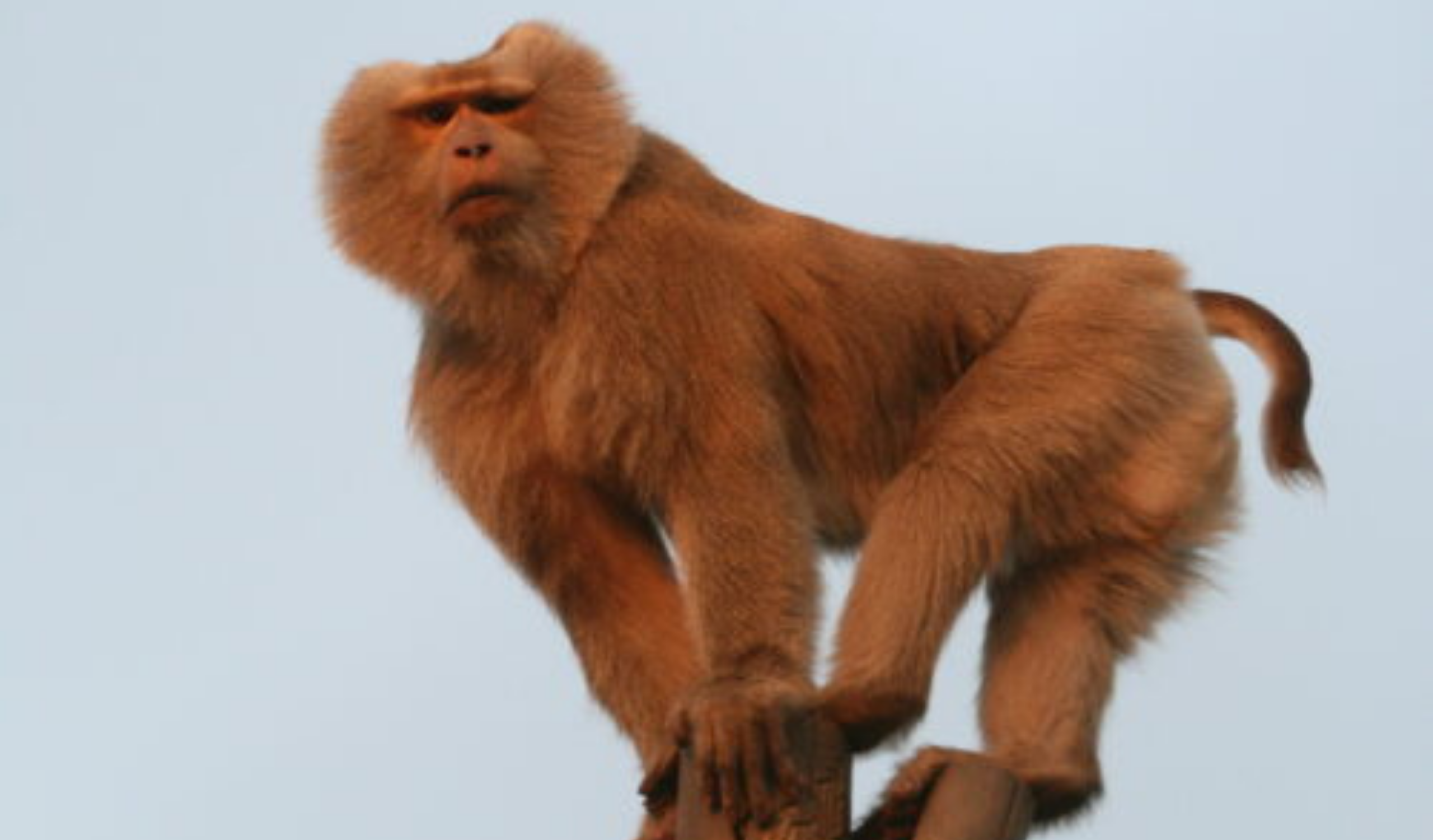 Thai Wildlife Rehabilitation & Care