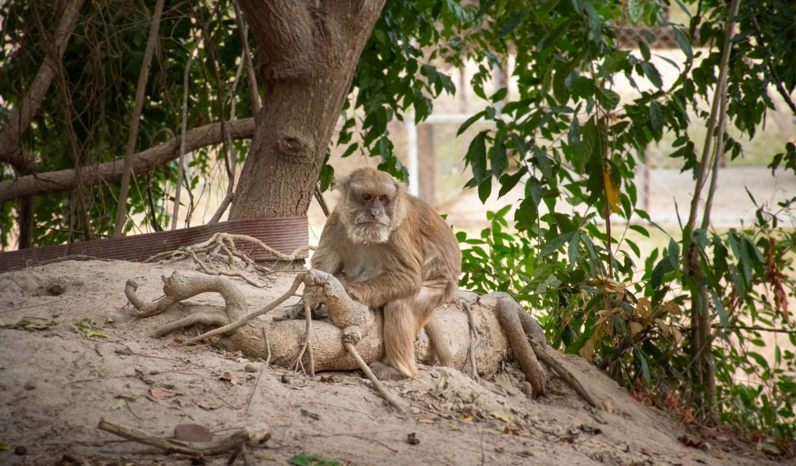 Thai Wildlife Rehabilitation & Care