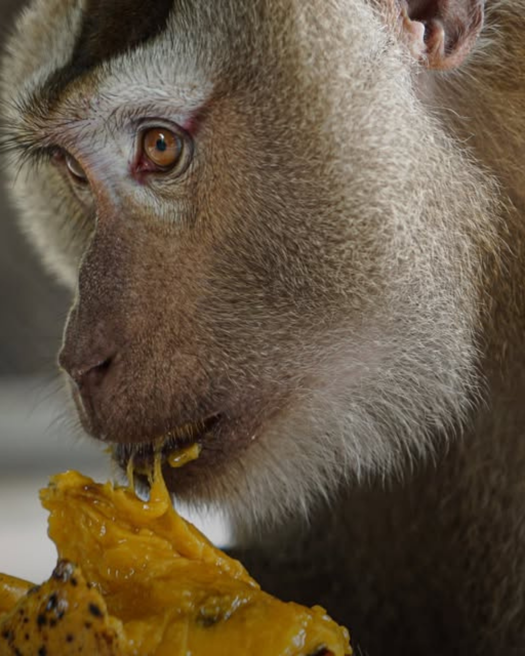 Thai Wildlife Rehabilitation & Care