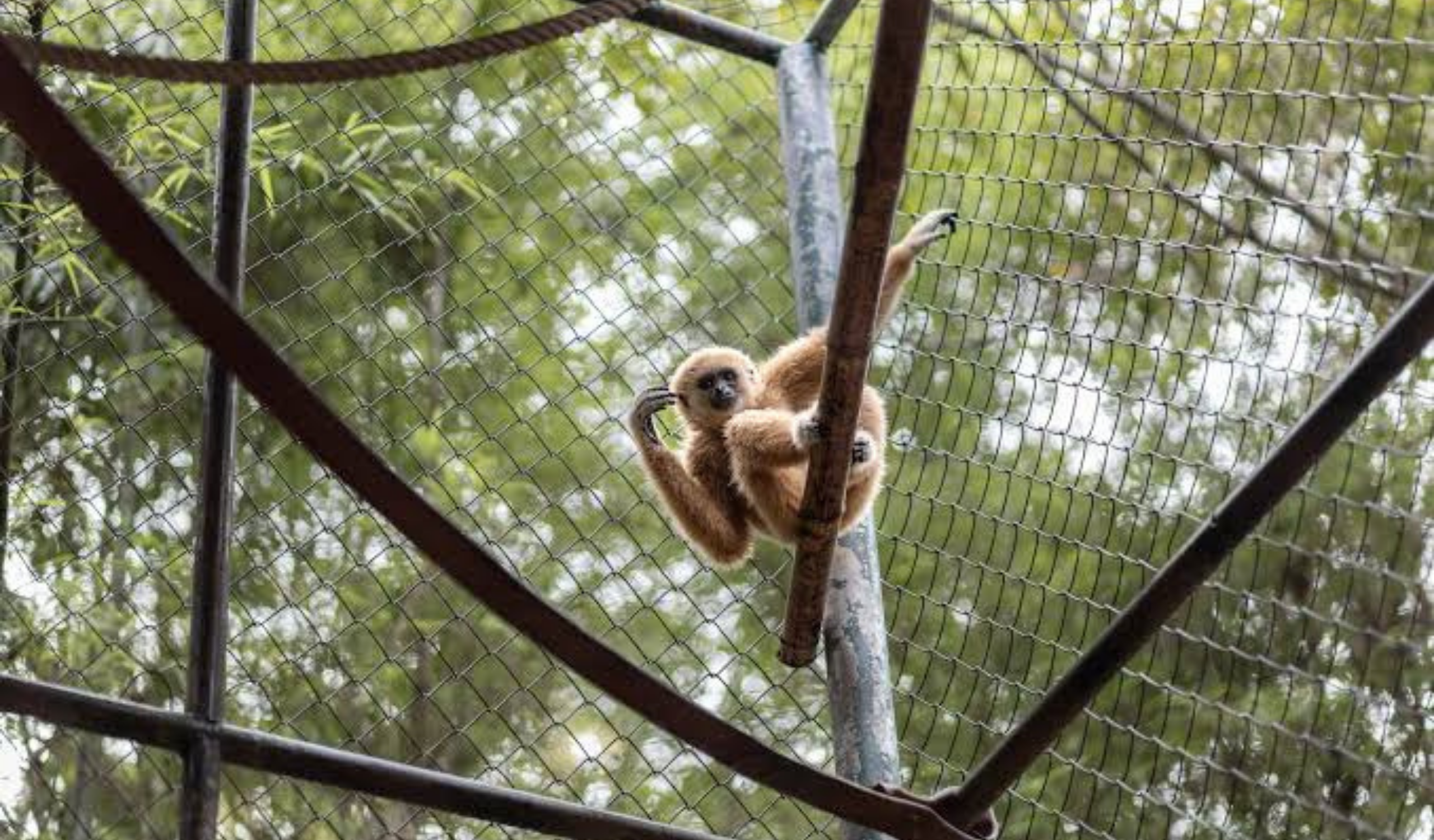 Thai Wildlife Rehabilitation & Care