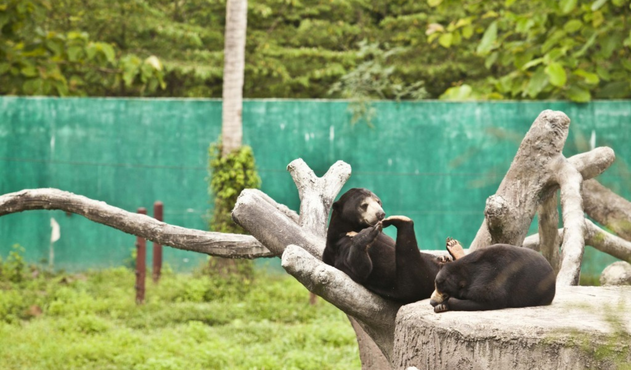 Thai Wildlife Rehabilitation & Care