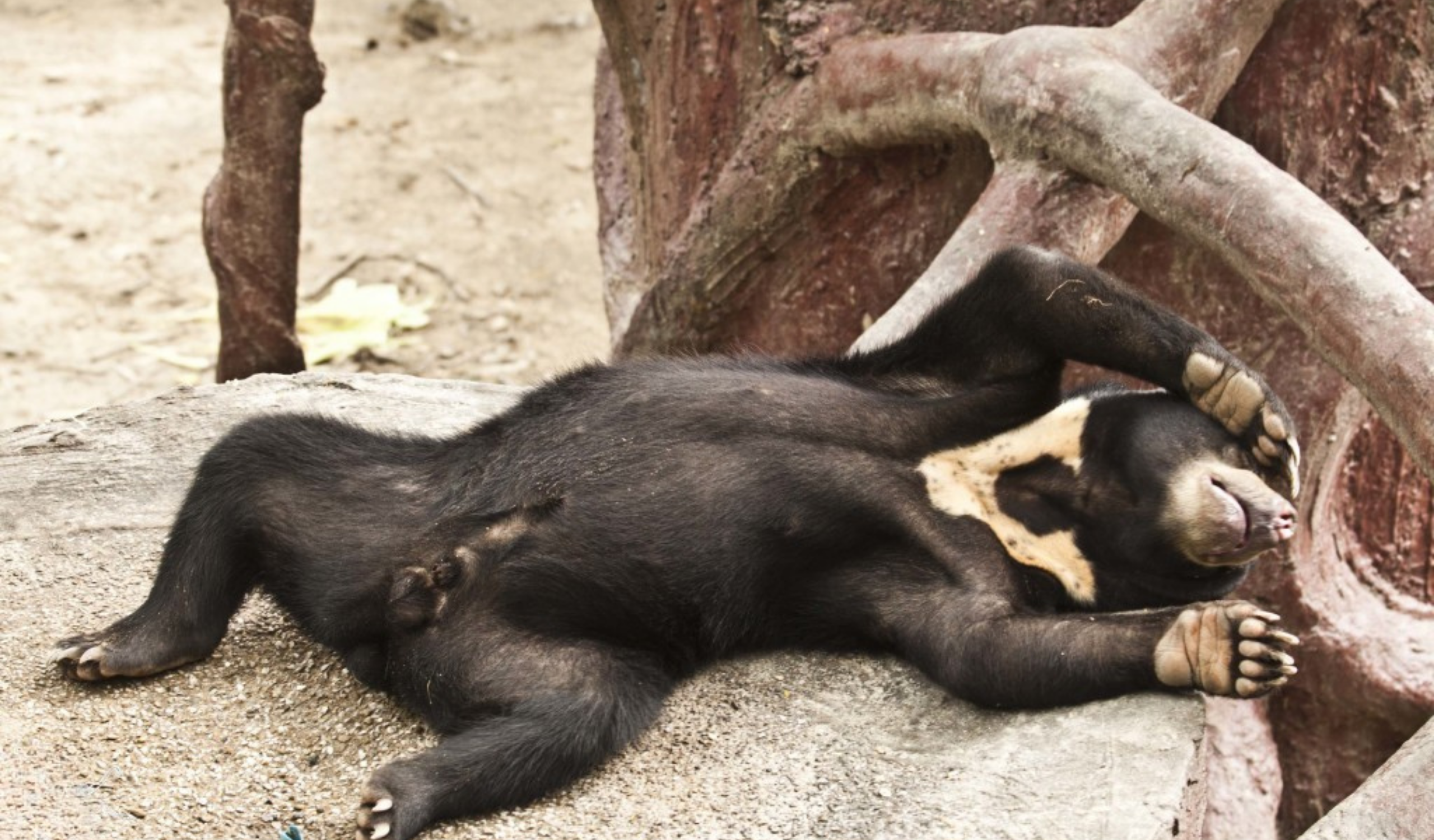 Thai Wildlife Rehabilitation & Care