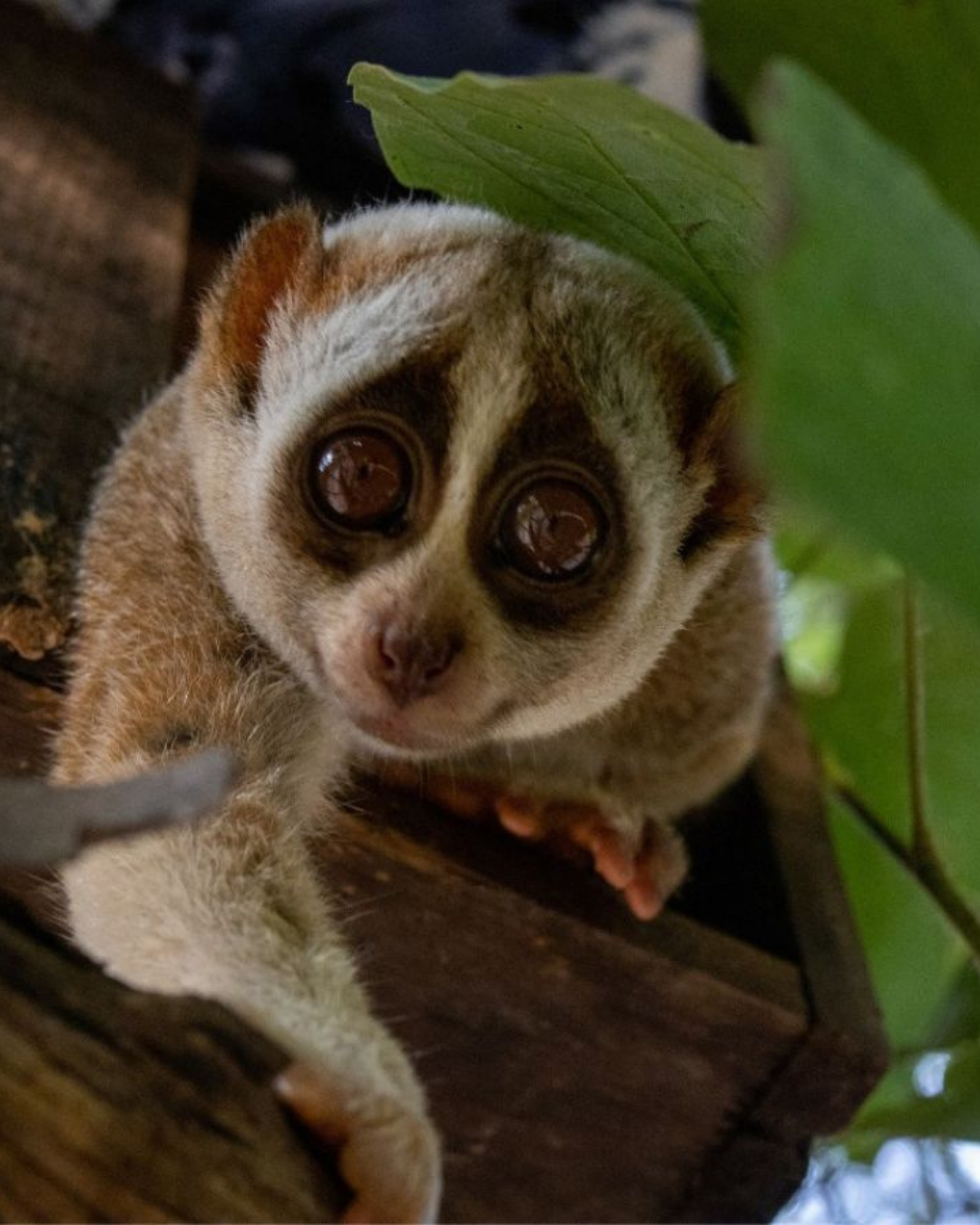 Thai Wildlife Rehabilitation & Care