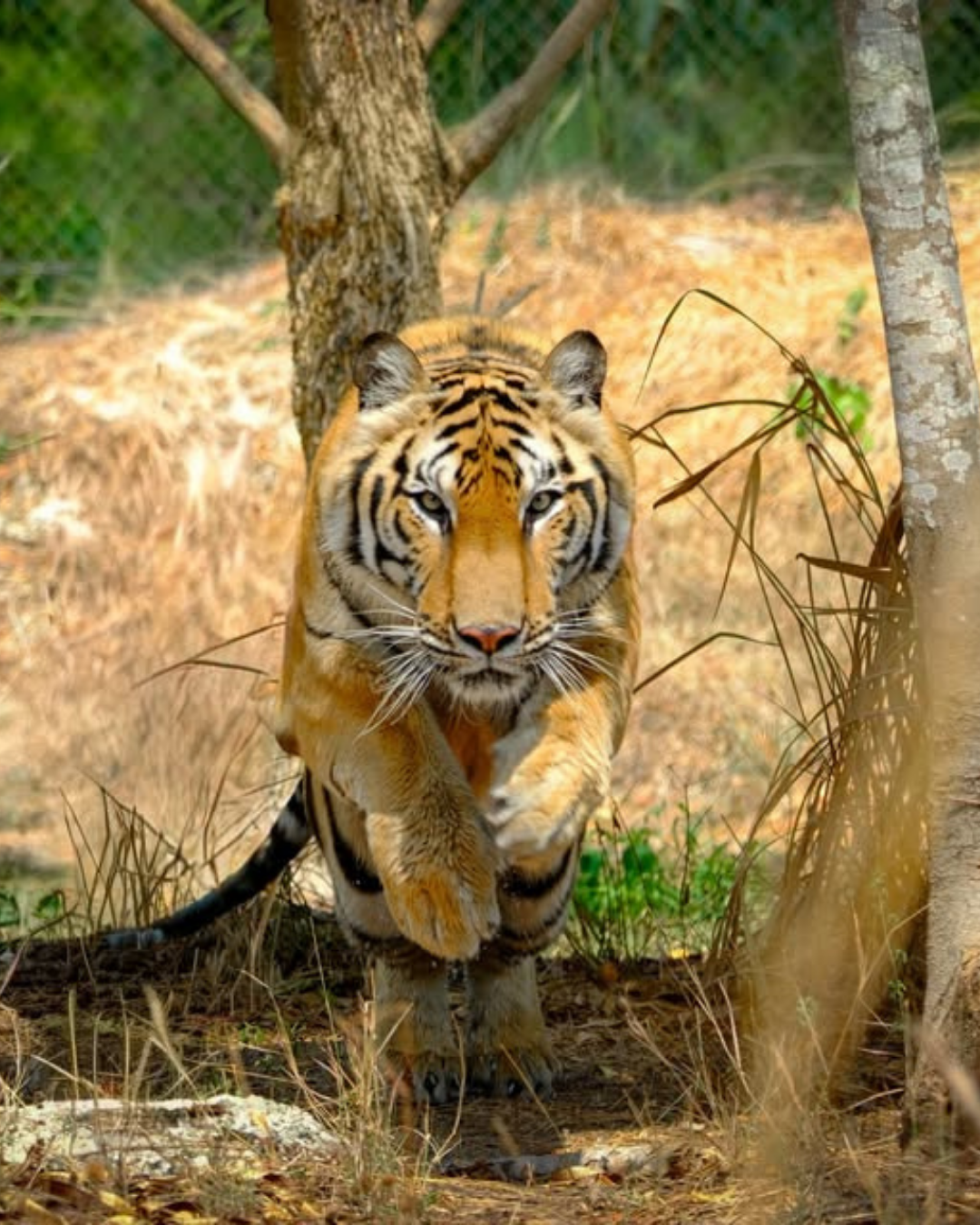 Thai Wildlife Rehabilitation & Care