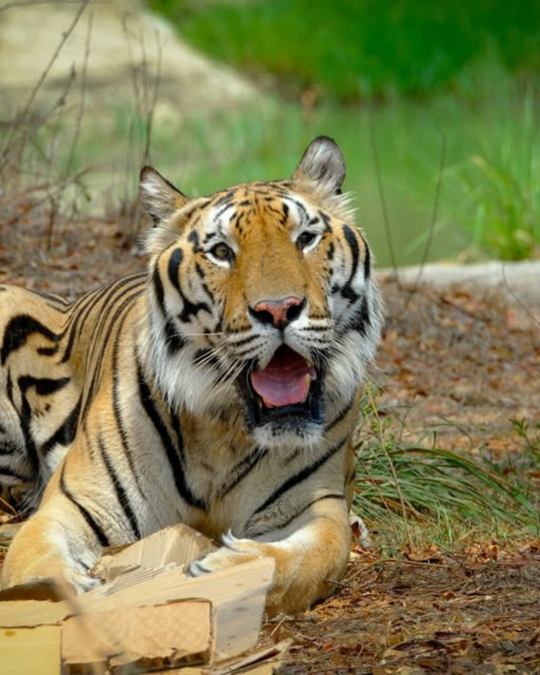 Care for rescued wildlife in the heart of Thailand