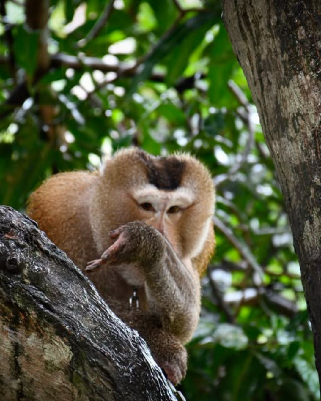 Thai Wildlife Rehabilitation & Care