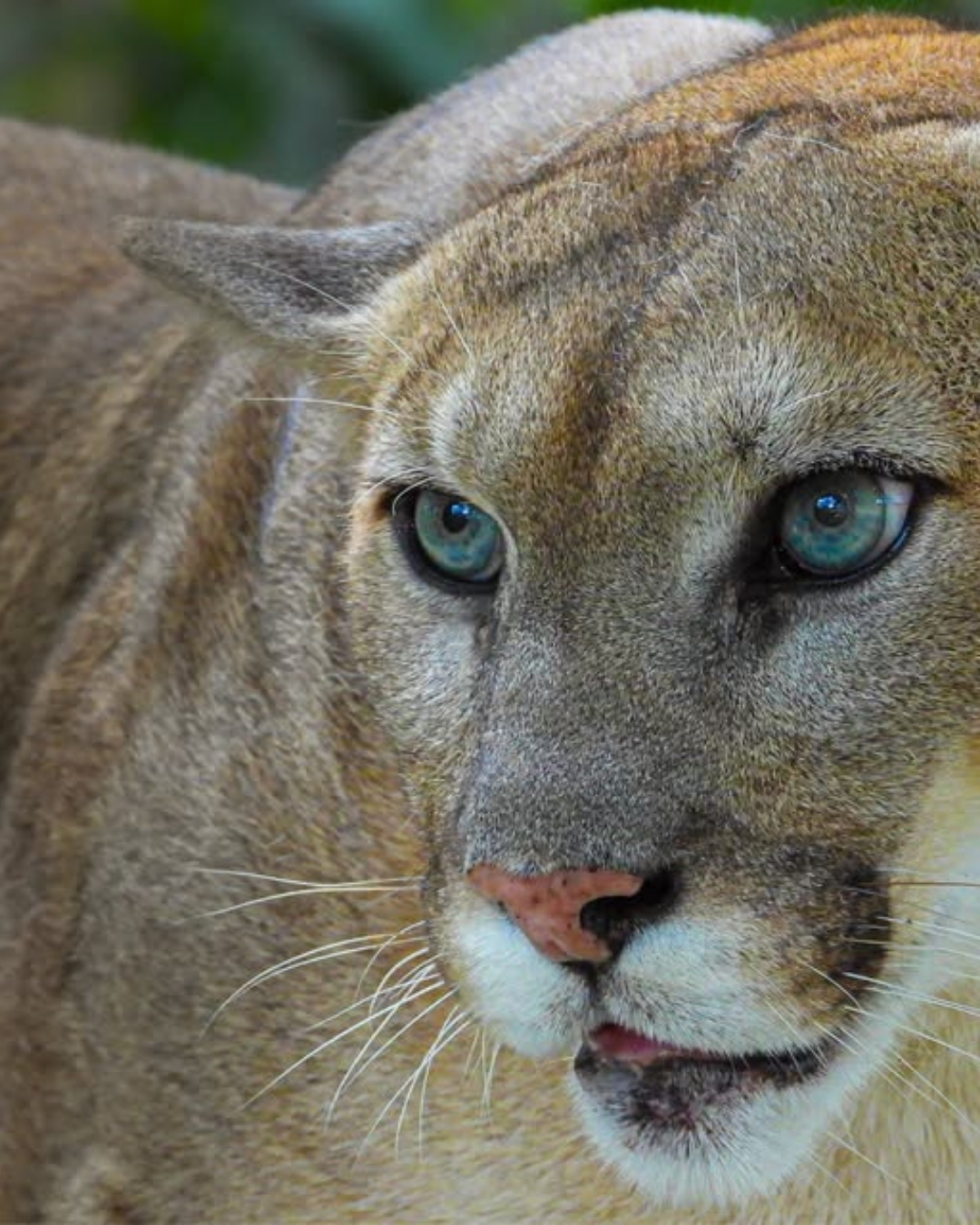 Thai Wildlife Rehabilitation & Care