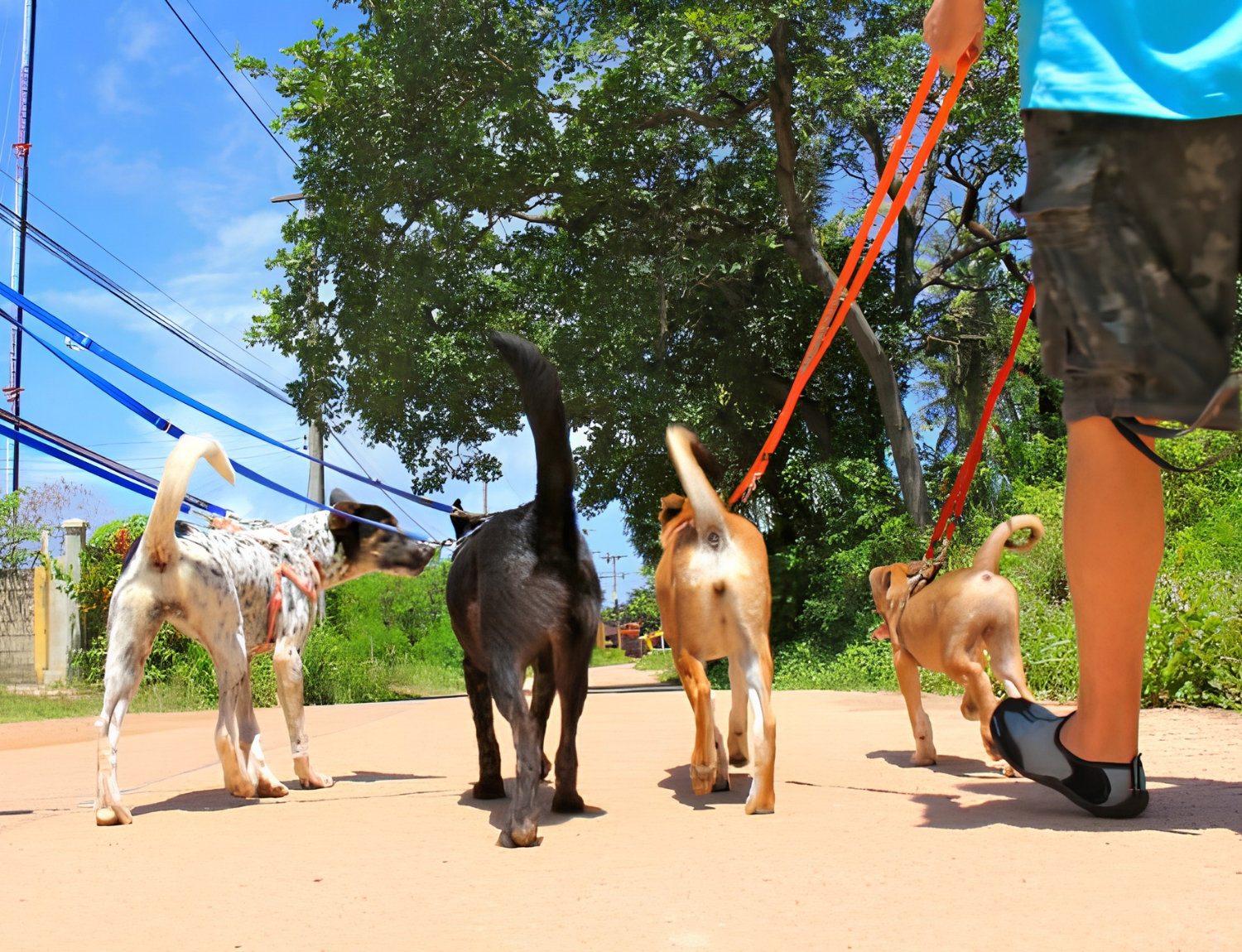 Thai Island Dog & Cat Shelter