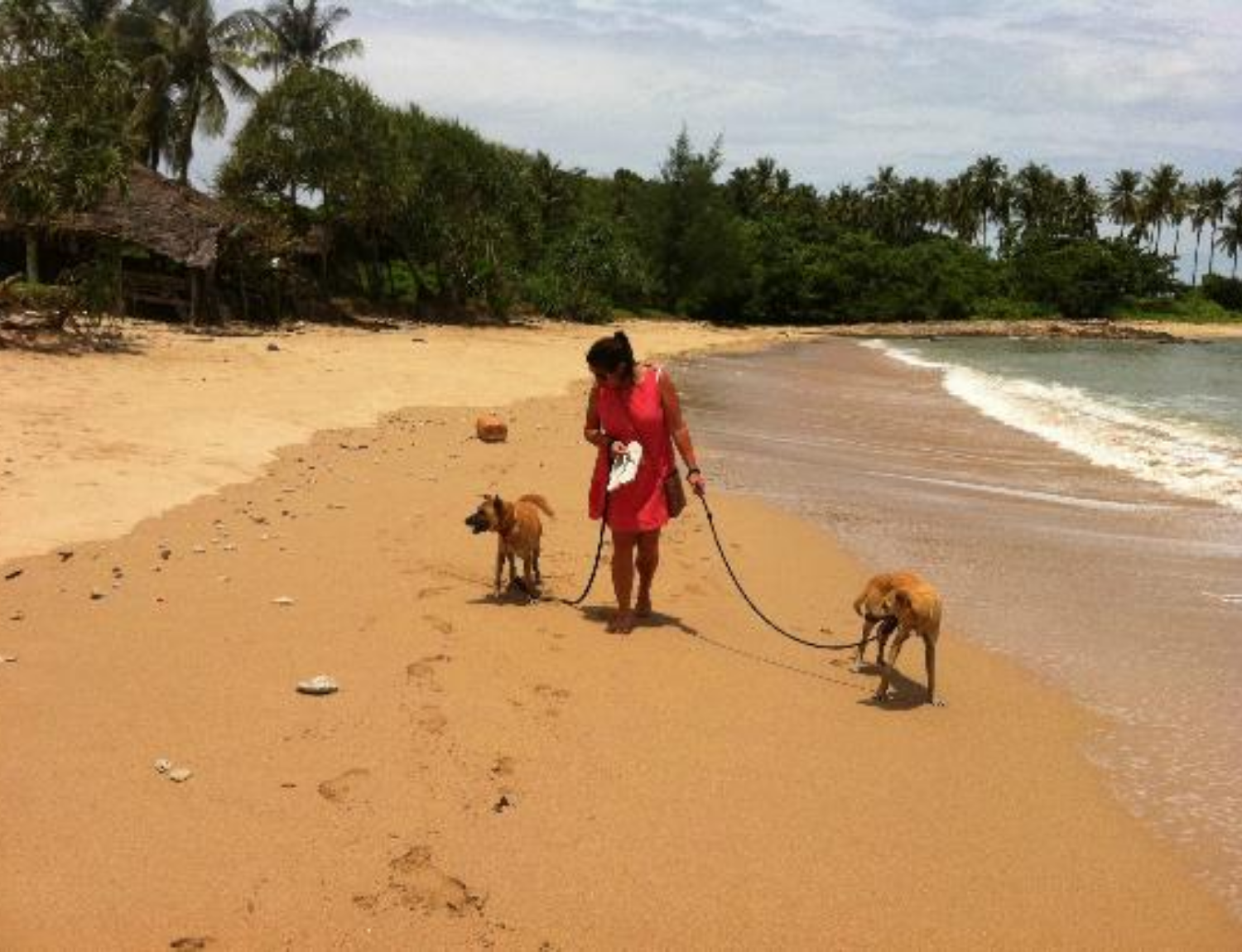 Thai Island Dog & Cat Shelter