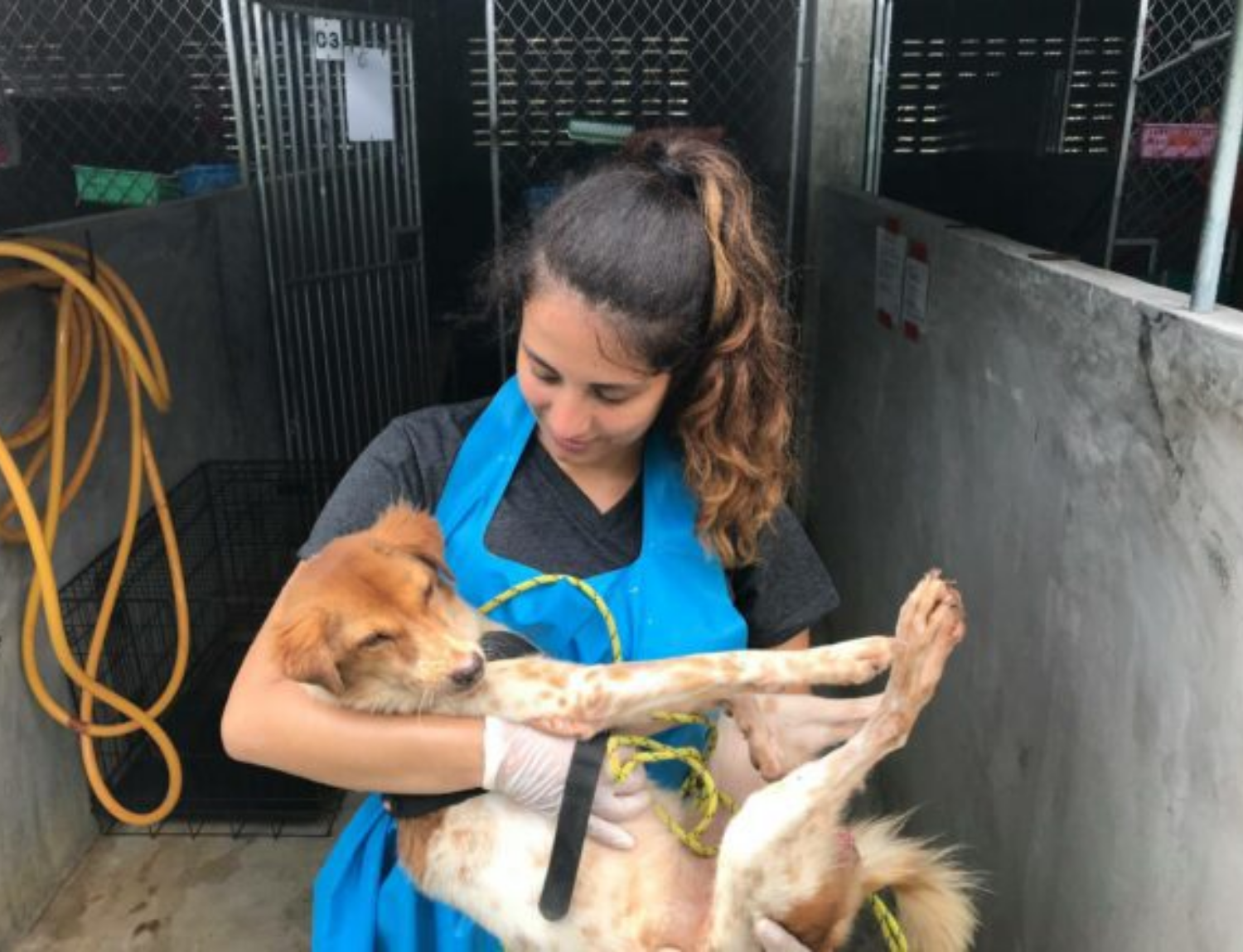 Thai Island Dog & Cat Shelter