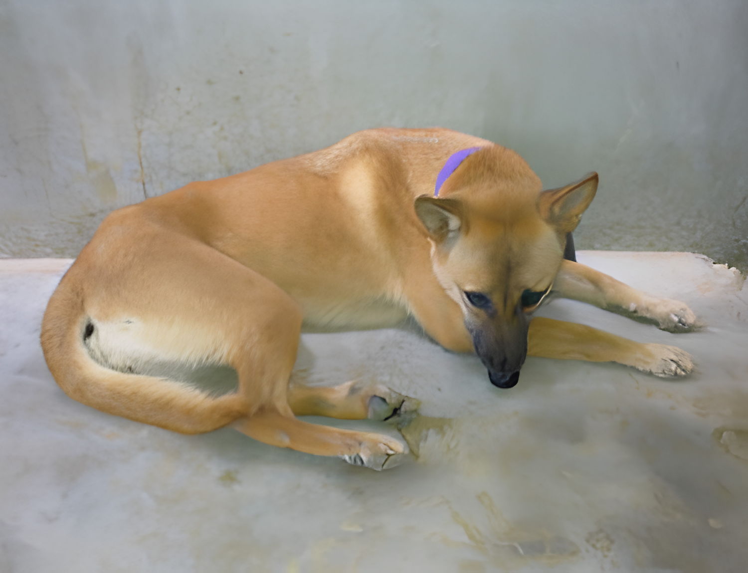 Thai Island Dog & Cat Shelter