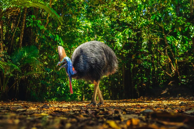 Reef, Rainforest and Culture in Far North Queensland