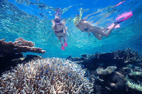 Reef & Rainforest Adventure