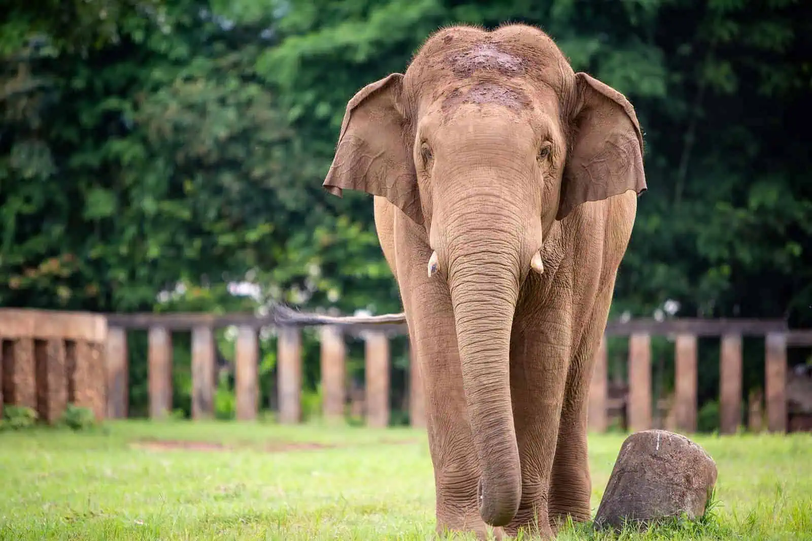 Northern Thailand Elephant Sanctuary