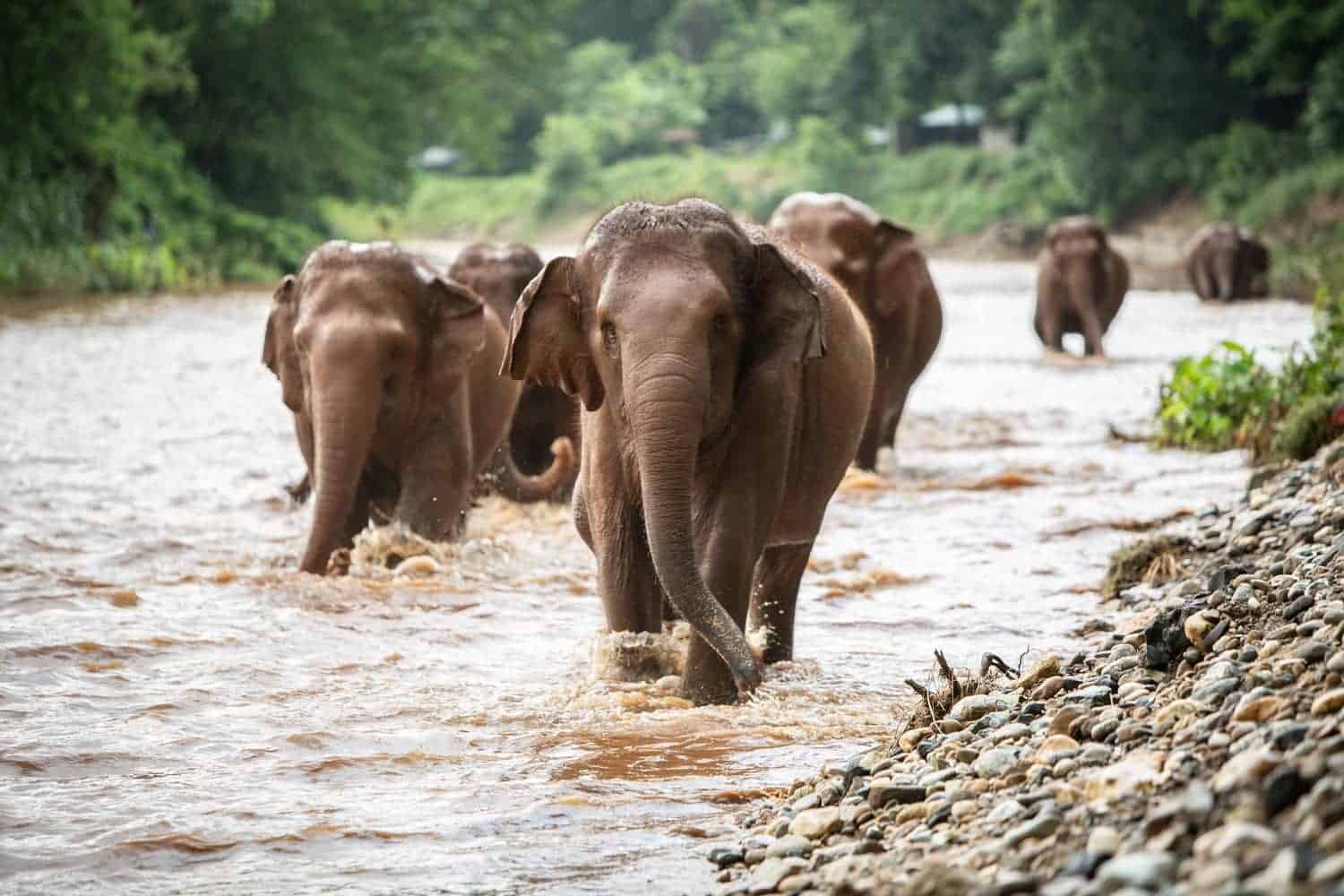 Northern Thailand Elephant Sanctuary