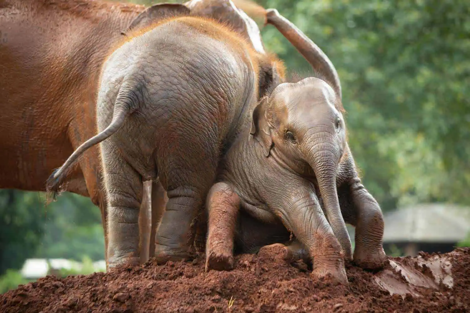Live alongside rescued elephants in Northern Thailand