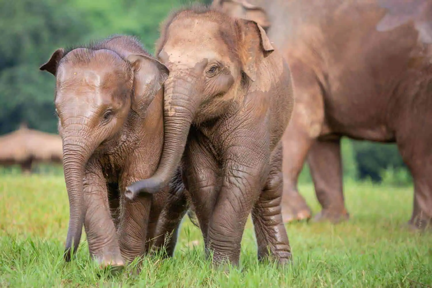 Northern Thailand Elephant Sanctuary