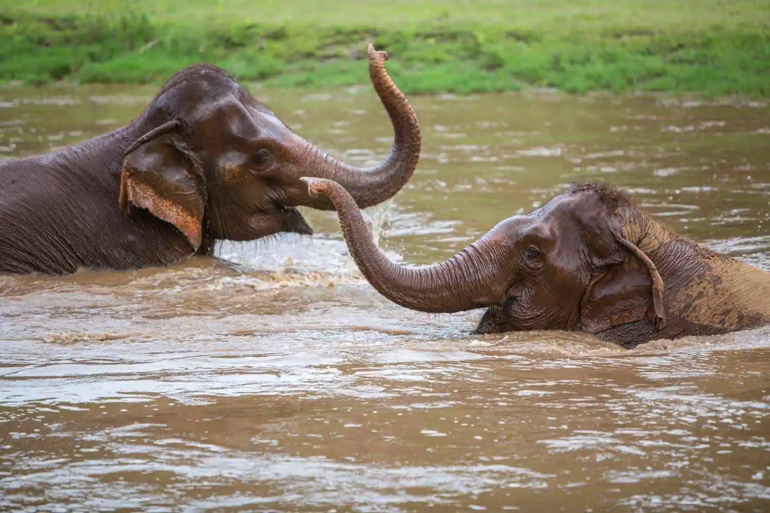 Northern Thailand Elephant Sanctuary
