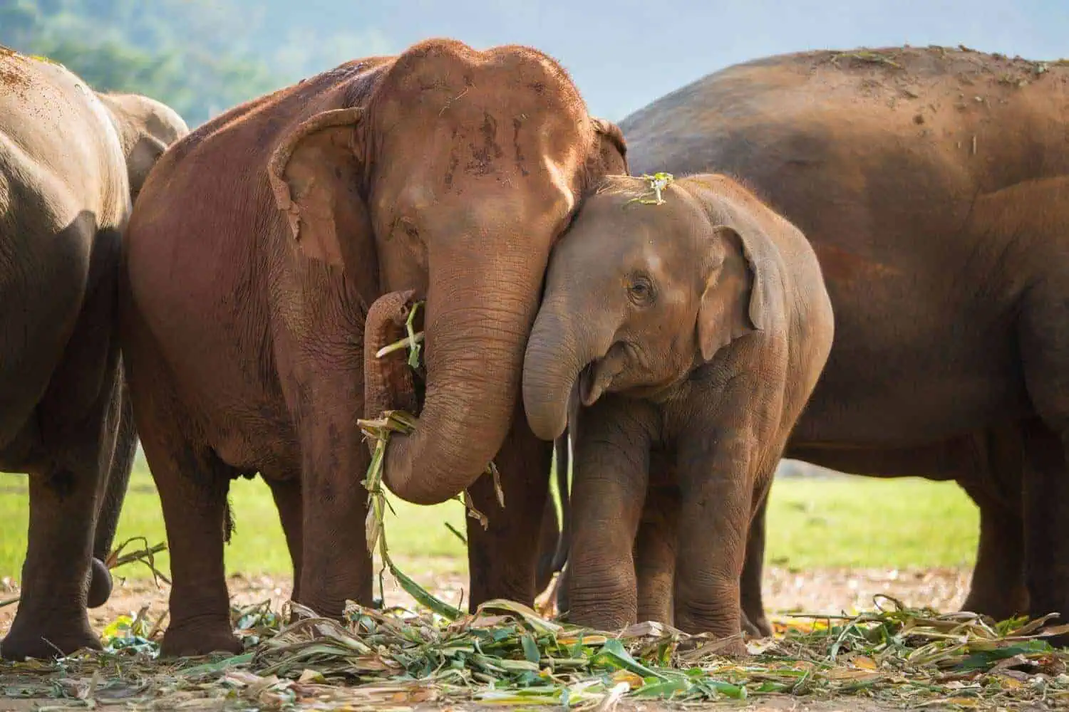 Northern Thailand Elephant Sanctuary