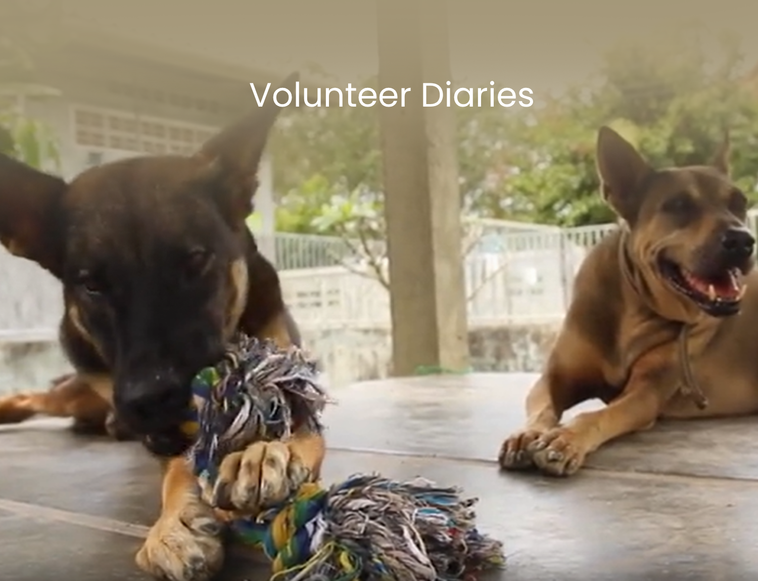 Thai Island Dog & Cat Shelter